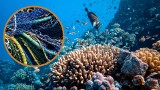 Dzika ostoja przyrody tonie w śmieciach. 50 ton morskich odpadów wydobytych z rafy koralowej na Hawajach. Nie ma już miejsc bez plastiku?