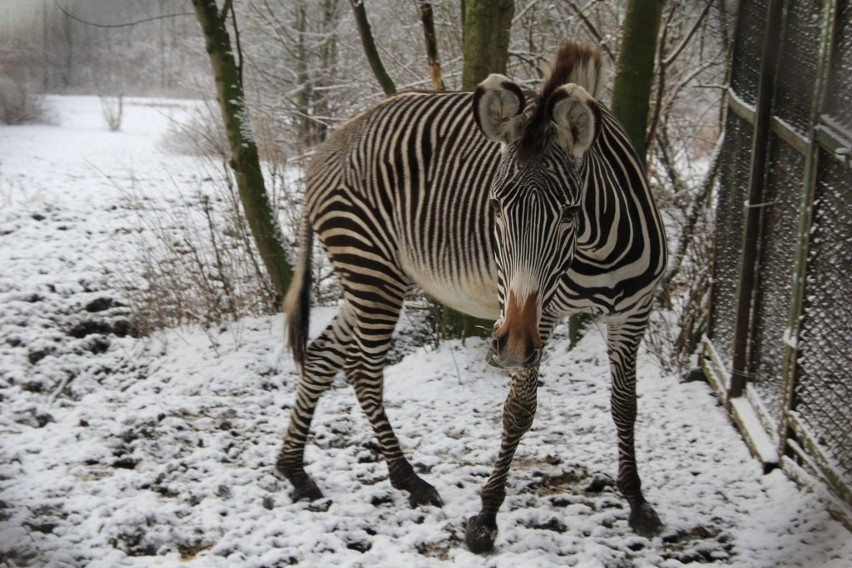 Zoo w Poznaniu