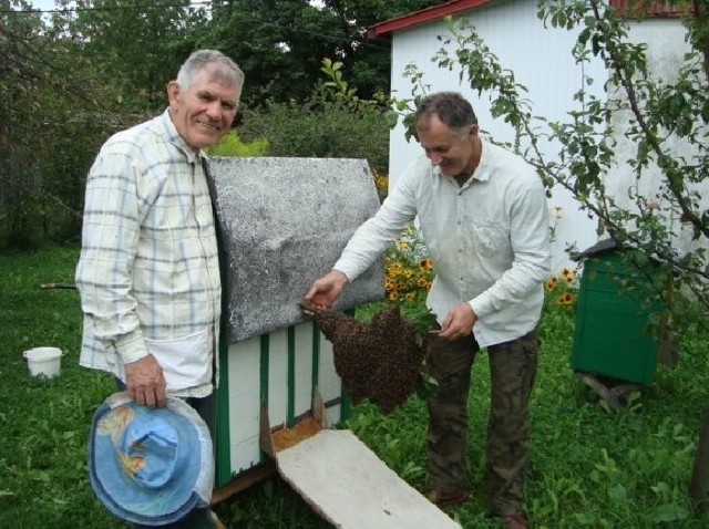 Rolnik Roku 2020 w Powiecie Kieleckim, Andrzej Dąbrowski  (z prawej) z tatą Czesławem podczas obsadzania roju.