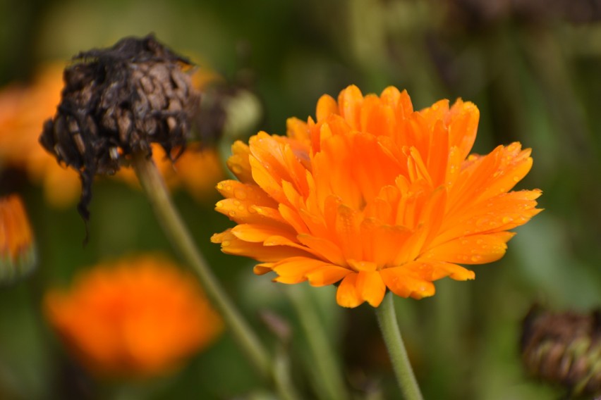 "Z leśnikiem do lasu". Leśny Ogród Botaniczny "Marszewo"....