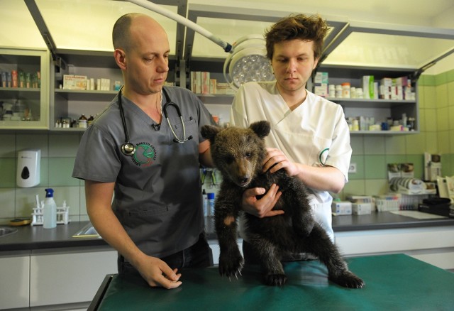 Młoda, osierocona niedźwiedzica, uratowana 1 kwietnia w Bieszczadach trafi do poznańskiego ogrodu zoologicznego.