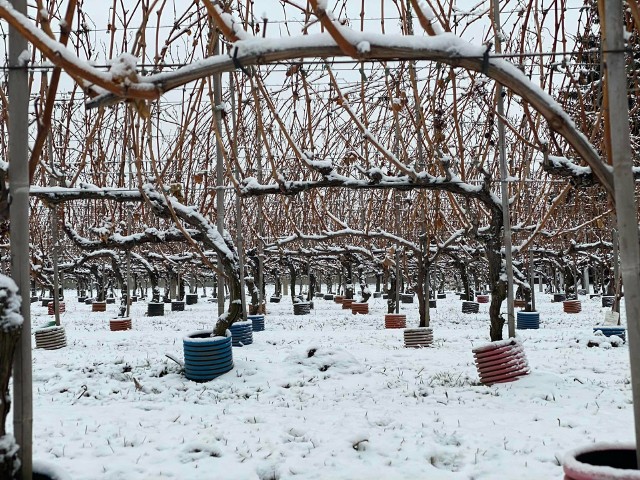 Winnica Nobilis zimą. Więcej z sandomierskich winnic zimą na kolejnych zdjęciach.