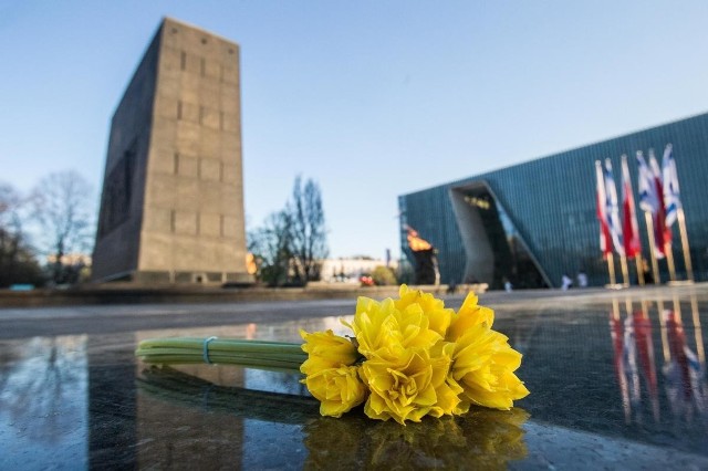 Żonkile przed Muzeum Historii Żydów Polskich POLIN w Warszawie