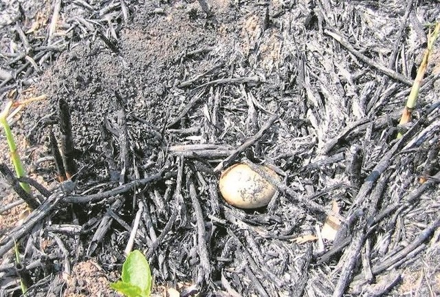 Podczas bezmyślnych wypaleń traw niszczone są gniazda wielu ptaków. Często zdarza się, że są to gatunki chronione.