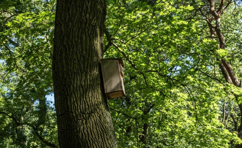 Park Tysiąclecia w Toruniu. Wytną 197 drzew, nasadzą 273 nowe