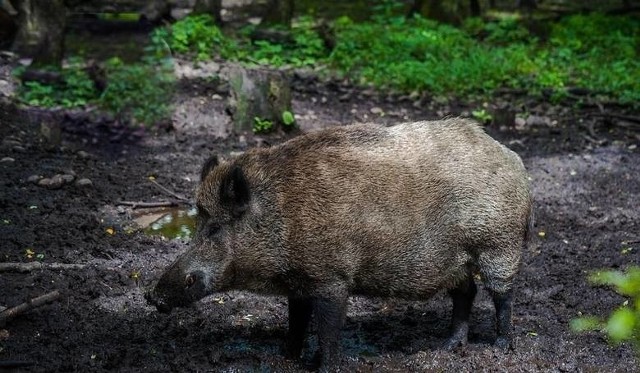 Znaleziony przed kilkoma dniami padły dzik w lesie w okolicach wsi Kębłowo w powiecie wolsztyńskim był zarażony wirusem ASF. Potwierdziły to badania Państwowego Instytutu Weterynarii w Puławach.