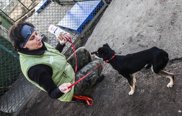 Bambi wciąż jest przerażony i panicznie boi się ludzi. Teraz opieką otoczyli go pracownicy schroniska dla zwierząt.