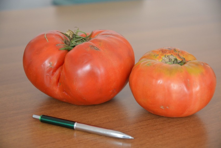 Pomidor gigant ze Snopkowa waży 1,4 kg