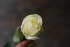 Biała róża – dla kogo i kiedy warto ją kupić? Co symbolizują białe róże? |  Głos Wielkopolski