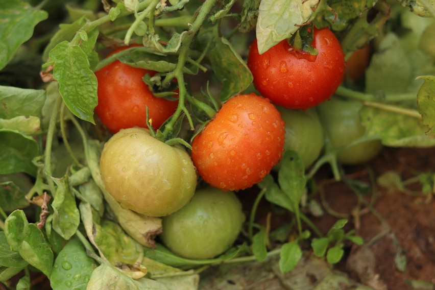 Problemy w uprawie pomidorów najczęściej wynikają z błędów w...