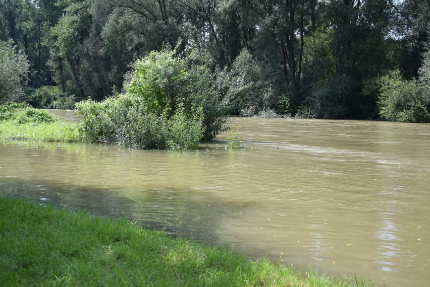 Deszcz dał o sobie zapomnieć tylko na trzy dni, a wody w rzekach Małopolski zachodniej nie ubyło [ZDJĘCIA]