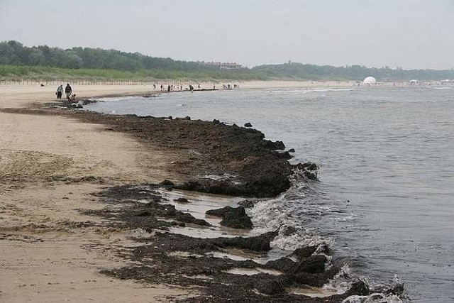 W 2010 roku na wskutek zakażenia przecinkowcami na niemieckim wybrzeżu Bałtyku zmarły dwie osoby.