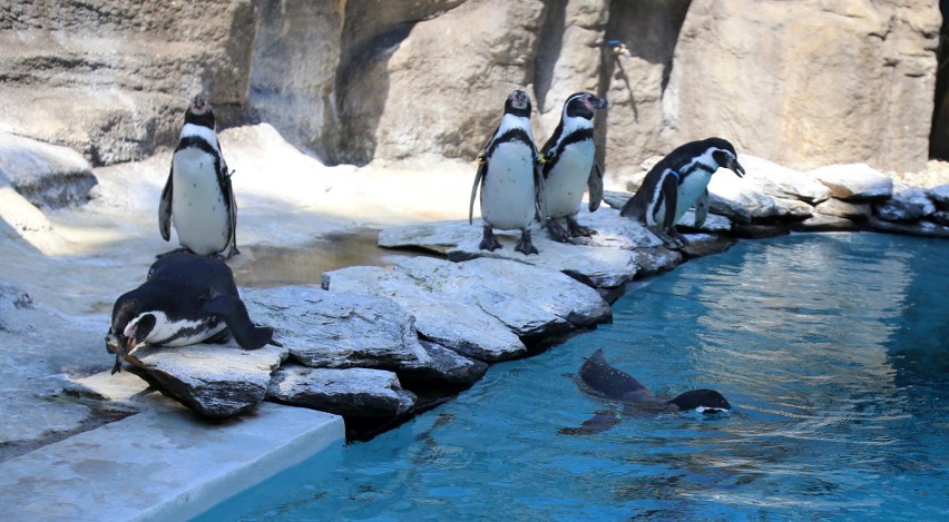 Lato w Śląskim Ogrodzie Zoologicznym...