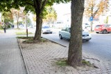 Białystok. Mieszkańcy zaniepokojeni układaniem kostki brukowej wokół drzew przy ul. Zwycięstwa. Powstaną tam tymczasowe przystanki
