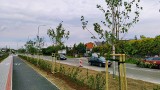 Miejski Zarząd Dróg w Opolu kontynuuje sadzenie drzew i krzewów przy miejskich ulicach. Zobacz gdzie