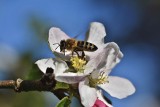 Kwitną śliwy i czereśnie, pszczoły mają ucztę! Taki miód pachnie owocami i jest kwaskowaty