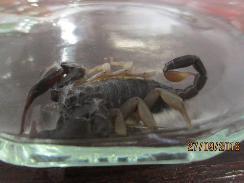 Koło targowiska w Kościerzynie znaleziono... skorpiona! [ZDJĘCIA]