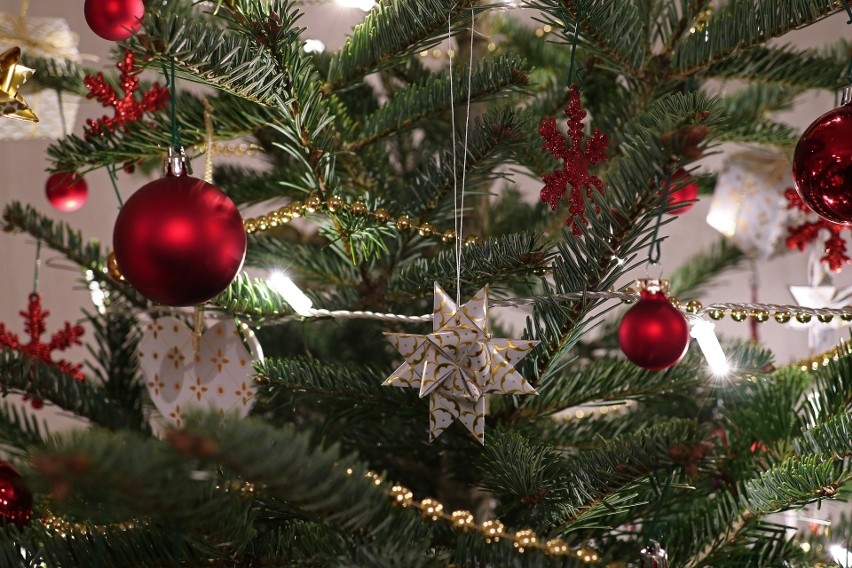 Święta w naturalnej odsłonie. Drzewko bożonarodzeniowe naturalne czy sztuczne? Jakie wybrać?