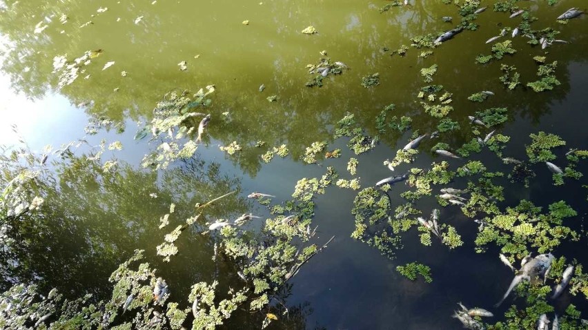 Setki martwych ryb we Wrocławiu. Wędkarz: Nie zapominajcie o tej rzece
