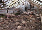 Horror! Okaleczone zwierzęta żyły w starej szklarni, gryzły się z głodu [zdjęcia]