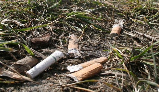 Na trawniku, znajdującym się tuż przy przystanku, mnóstwo jest niedopałków z papierosów.