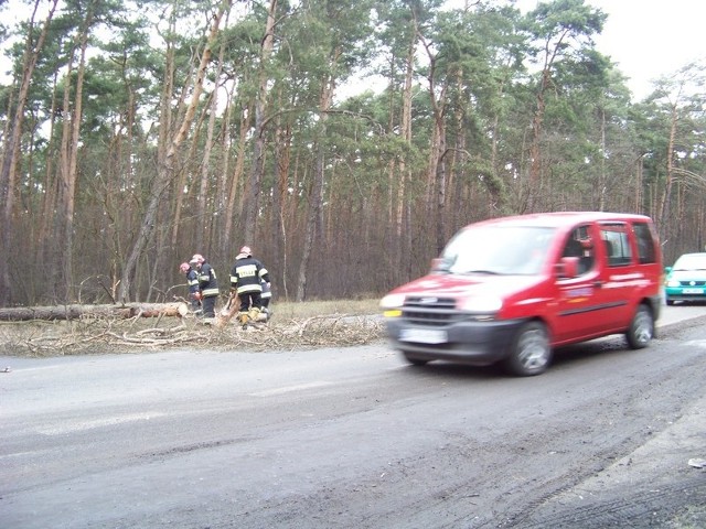 Od rana strażacy usuwali przewrócone drzewo na alei Jana Pawła II
