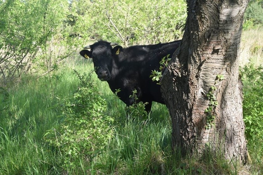 Na zdjęciach wolne krowy z gminy Deszczno