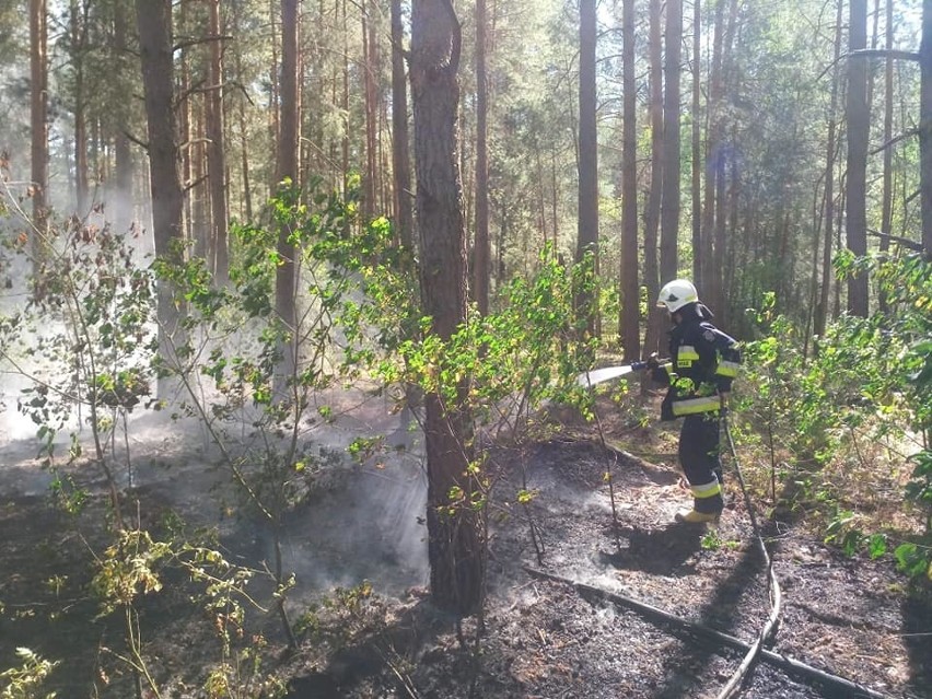 Pożar lasu w okolicy miejscowości Waniewo w gminie Narew