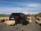 Islandia. SUV-em Volkswagena po bezdrożach                   