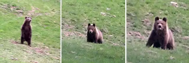 To ten niedźwiedź grasuje przy drodze do ośrodka WZW "Jawor&#8221;. We wtorek natknął się na niego leśniczy Henryk Tymejczyk i zrobił mu zdjęcia.