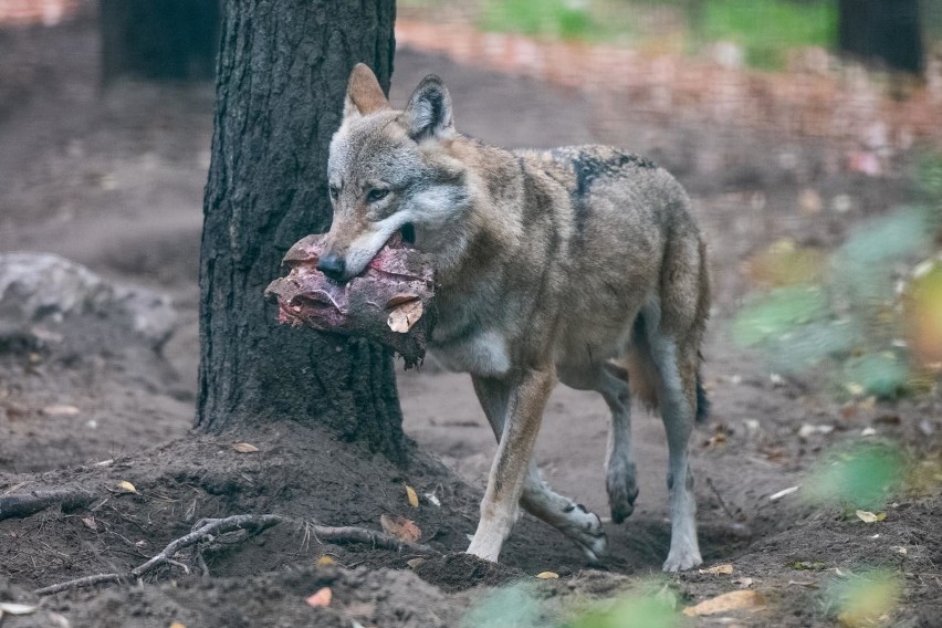 W żadnym wypadku nie wolno wilków dokarmiać, podrzucać im...