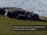Aligator fanem gry w golfa [wideo]