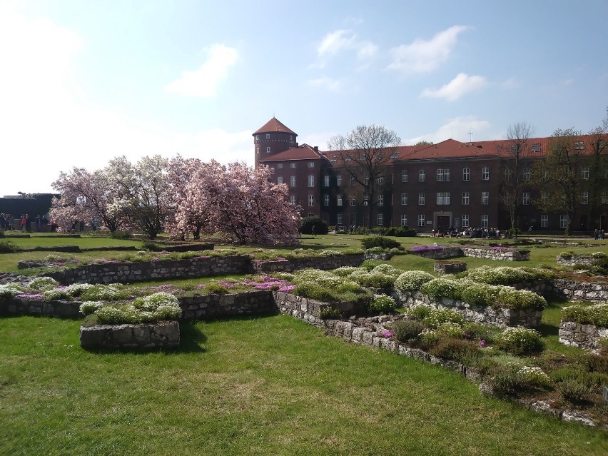 Wawel w wiosennej odsłonie. Magnolie w pełnym rozkwicie [ZDJĘCIA]