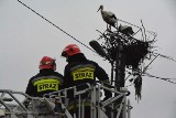 Tomice. Ulewa uszkodziła gniazdo bocianów. Jeden ma złamane skrzydło [ZDJĘCIA]