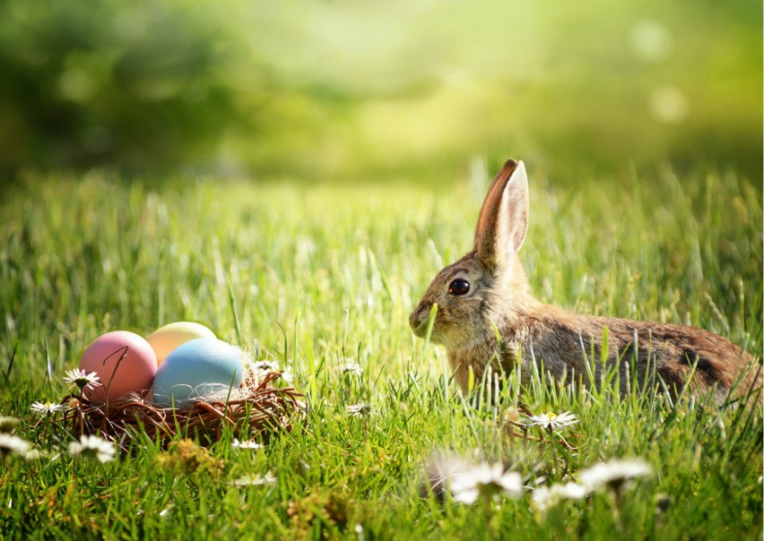Na Wielkanoc od króliczka,...