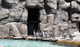Pingwiny w Zoo w Chorzowie podbijają serca turystów. Wielu z nich gromadzi się właśnie przy ich wybiegu! Nic dziwnego. Są przeurocze. WIDEO