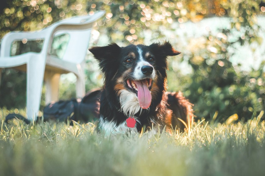 Border collie należy do grupy psów pasterskich i...