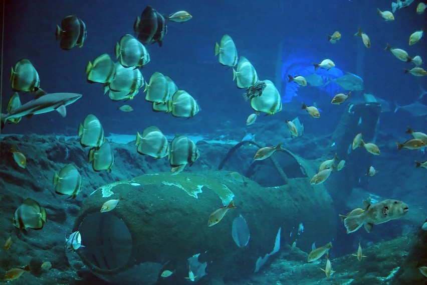 Jak powstaje ocean w łódzkim zoo? Ogród szykuje nową ścieżkę edukacyjną w podziemiach Orientarium. Otwarcie wkrótce