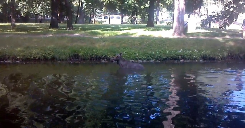 Białystok, park przy Pałacu Branickich. Łoś kąpał się w...