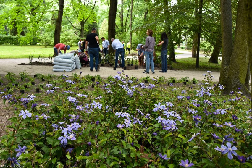 Białystok. Tysiąc roślin w Parku Planty (zdjęcia)