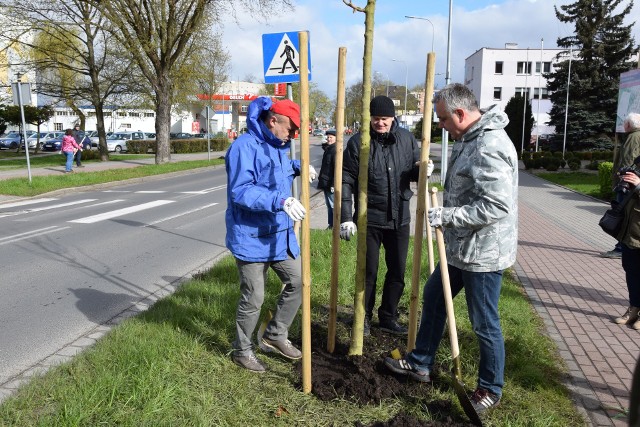 Wiceburmistrz Daniel Rak, starosta Krzysztof Lis i dyrektor Kronospanu Krzysztof Aleksadrowicz sadzą drzewa na ulicy 28 Lutego
