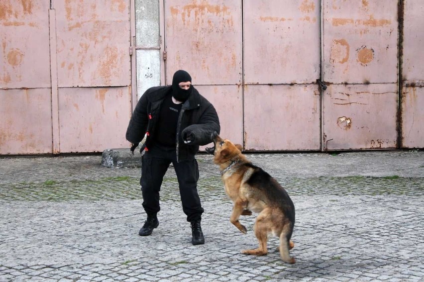 Szczecińscy policjanci ćwiczą z psami [zdjęcia]