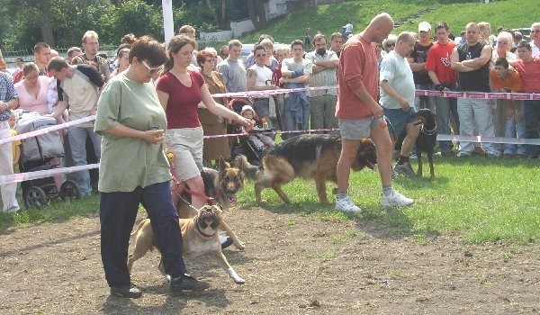 Każdy, kto oglądał pokaz tresury, marzył, by  jego pies też tak słuchał i nie gryzł codziennie  kapci domowników.