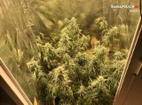Plantacja marihuany w Bytomiu. 34-latek hodował narkotyki w mieszkaniu