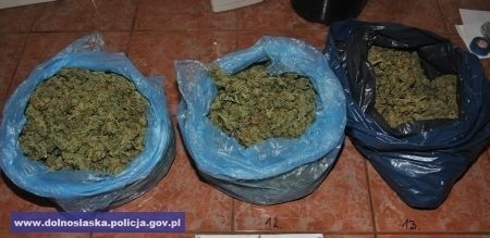 CBŚ walczy z narkotykami. Marihuana i amfetamina za 500 tys. zł na 2 plantacjach (ZDJĘCIA, FILM)