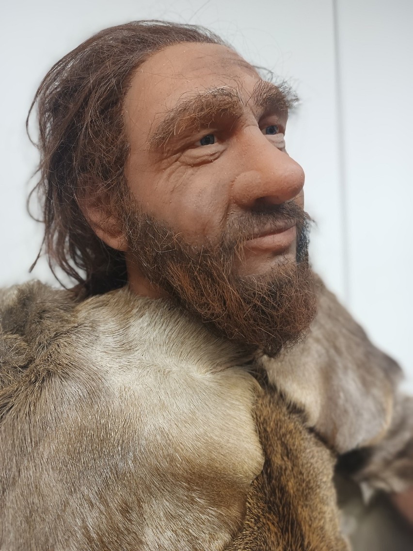 Neandertalczyk (Homo neanderthalensis) jest bardzo...