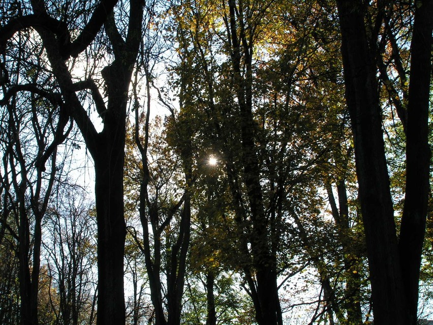 6. Koszalin. Park obok Koszalińskiej Biblioteki Publicznej