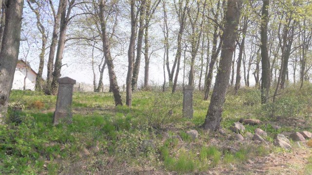 Niewiele już grobów wśród lip ocalało na ewangelickim cmentarzu w Bytkowicach...
