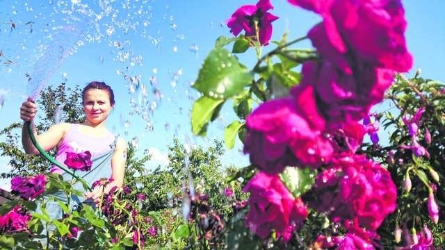 Latem najwięcej wody mieszkańcy Torunia wykorzystują pomiędzy godziną 18 a 23. Na zdjęciu swój ogródek podlewa pani Beata  Fot.: Grzegorz Olkowski