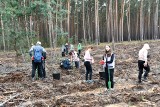 Akcja "Łączą nas Drzewa - Las Pamięci Jana Pawła II". Nadleśnictwo Sulechów przygotowało 2.500 sadzonek 